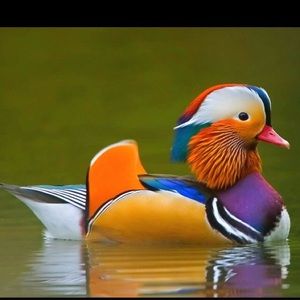 Meet your Posher, Iggi